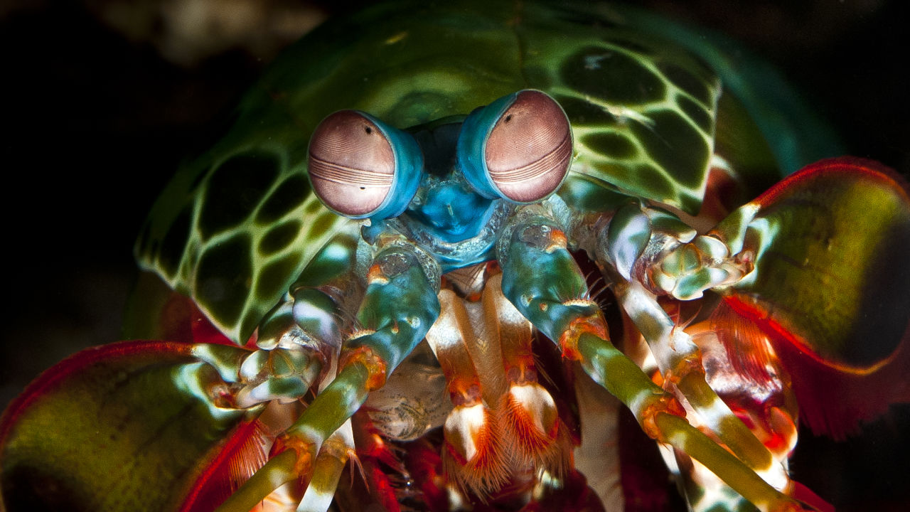 Mantis Shrimp - Great Barrier Reef Foundation