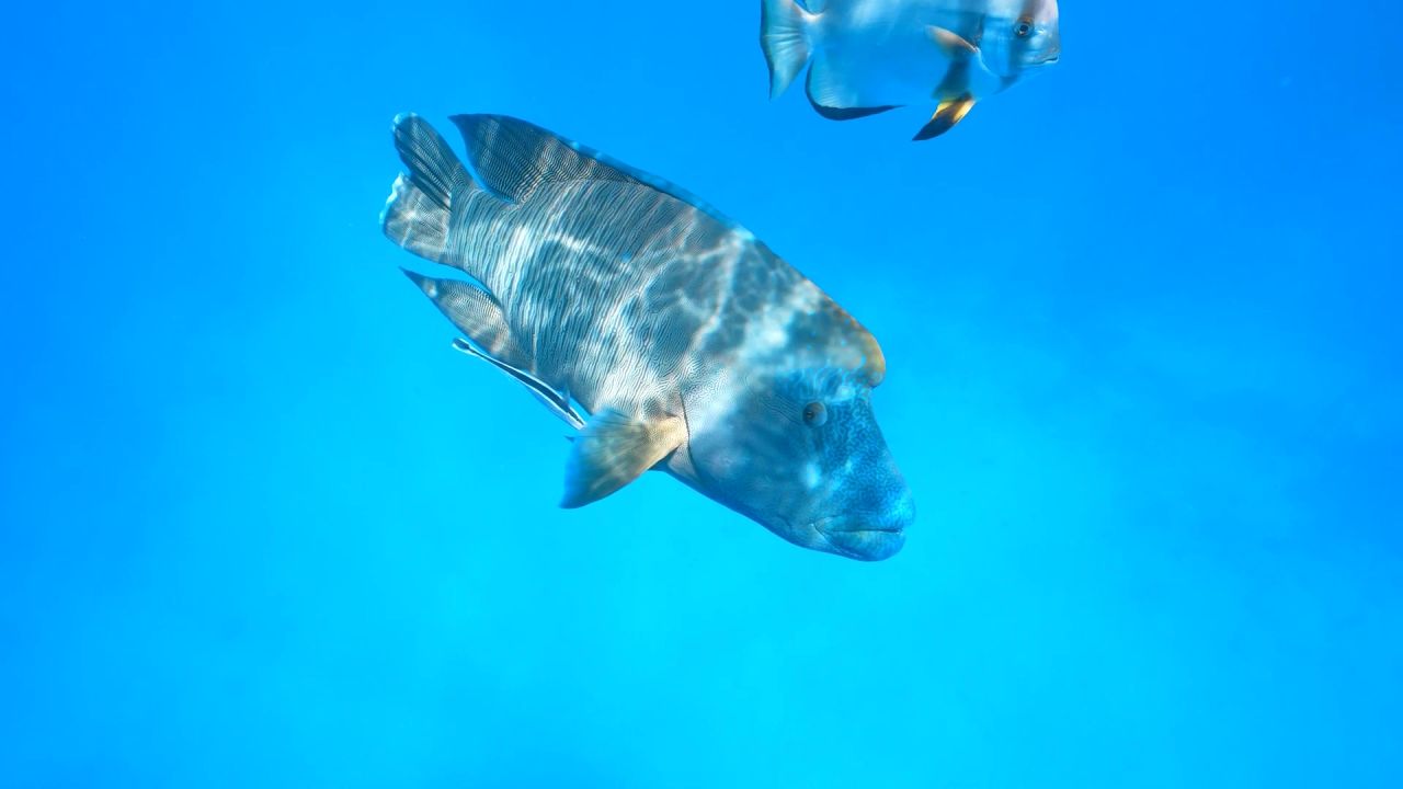Humphead Māori Wrasse