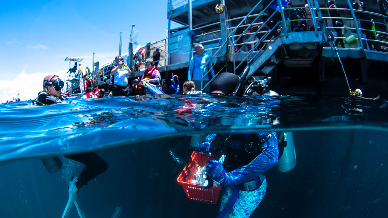 Taking coral seeding devices to the site