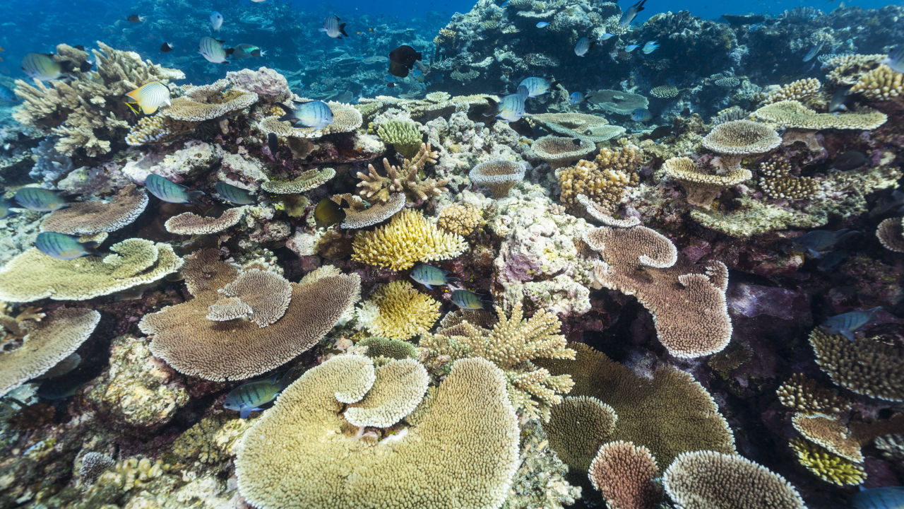 L’Oréal and the Great Barrier Reef Foundation kickstart global reef restoration industry