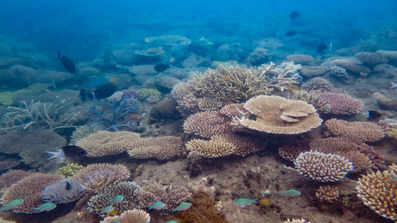 Coral cover's up, but critical risks remain in Reef recovery - Great ...