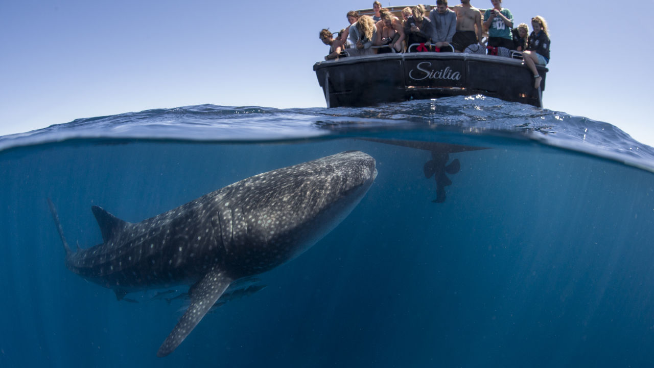 Helping the Ningaloo Coast adapt to climate change