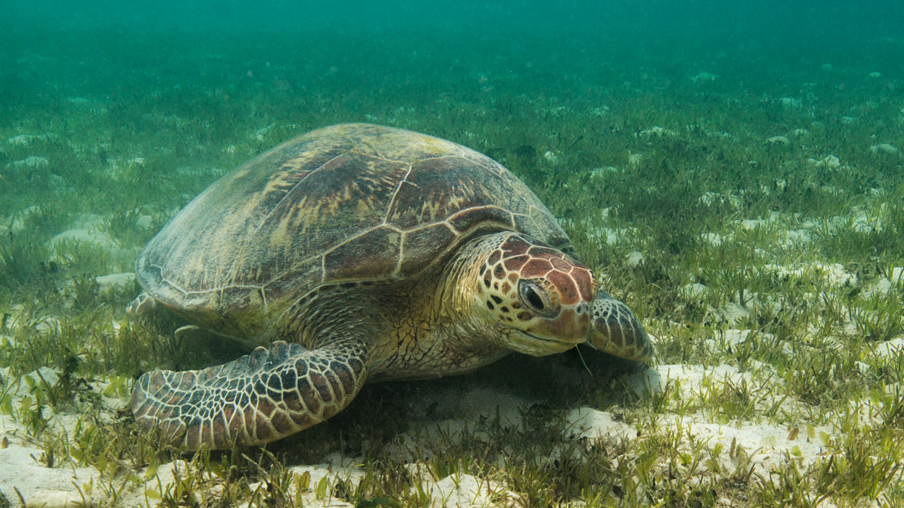 What is seagrass? - Great Barrier Reef Foundation