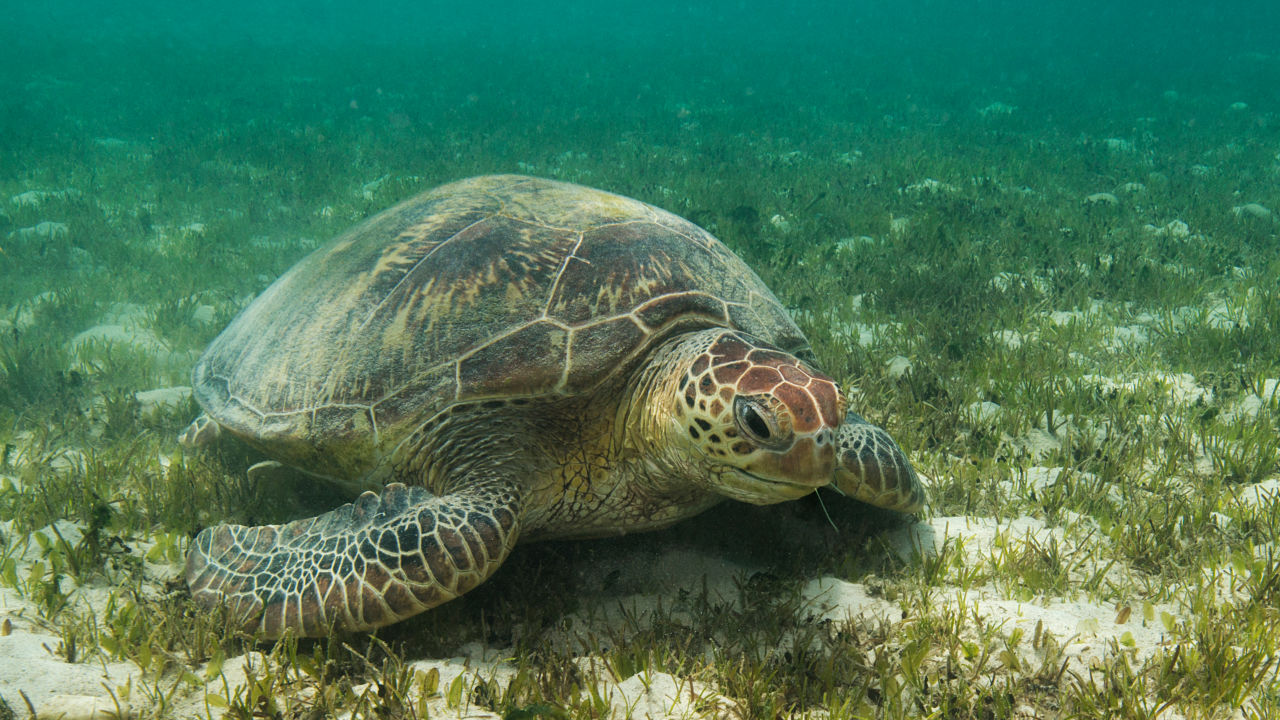 What is seagrass? 