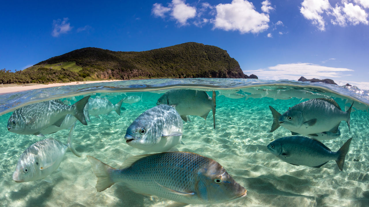Resilient Reefs Initiative: Phase 2 launches in the Pacific