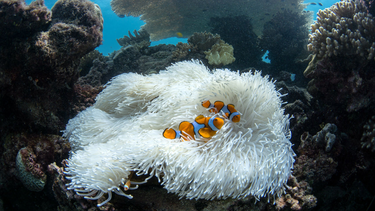 What you can do to help the Reef right now
