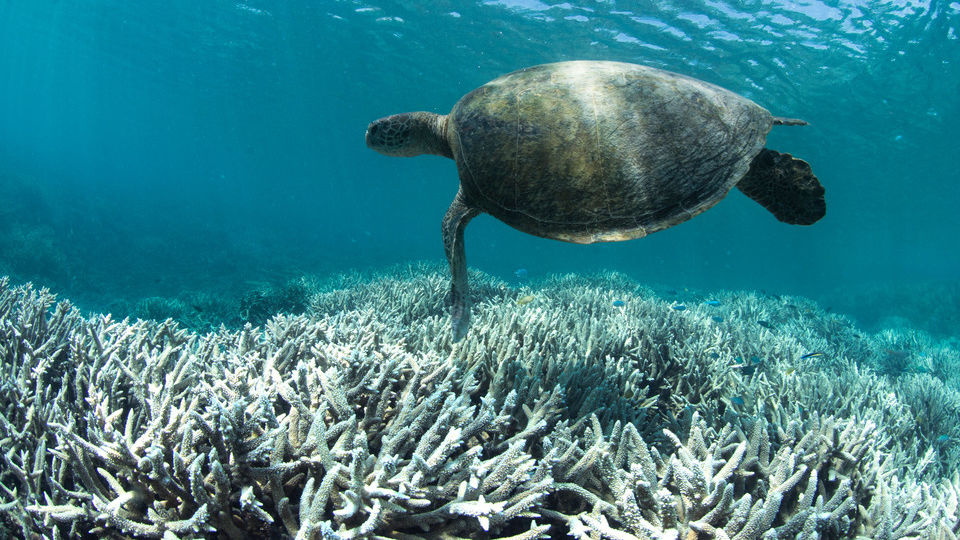 Turtle swims over bleached coral on the Great Barrier Reef in 2021.