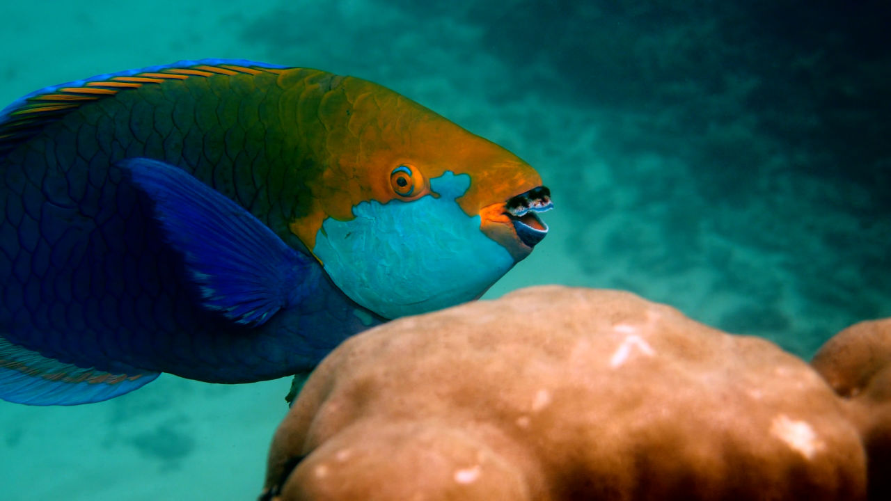 Harder, better, faster, stronger: the top athletes of our Reef