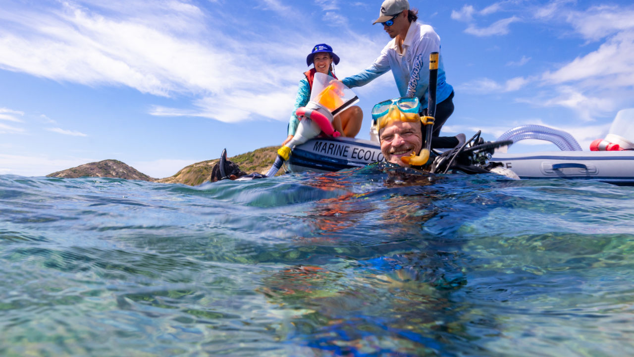 Millions of coral babies released onto damaged reefs