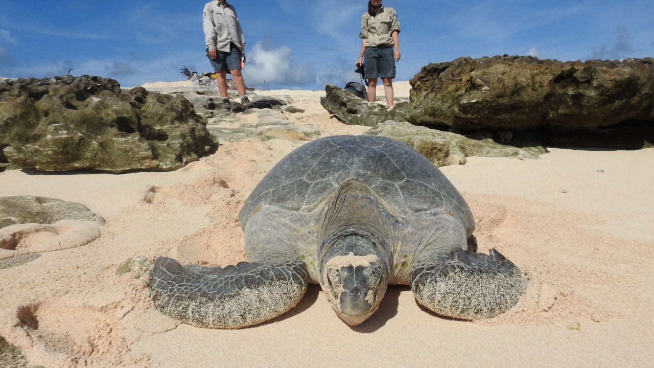 “Operation Sand Dune” saves more Raine Island green turtles