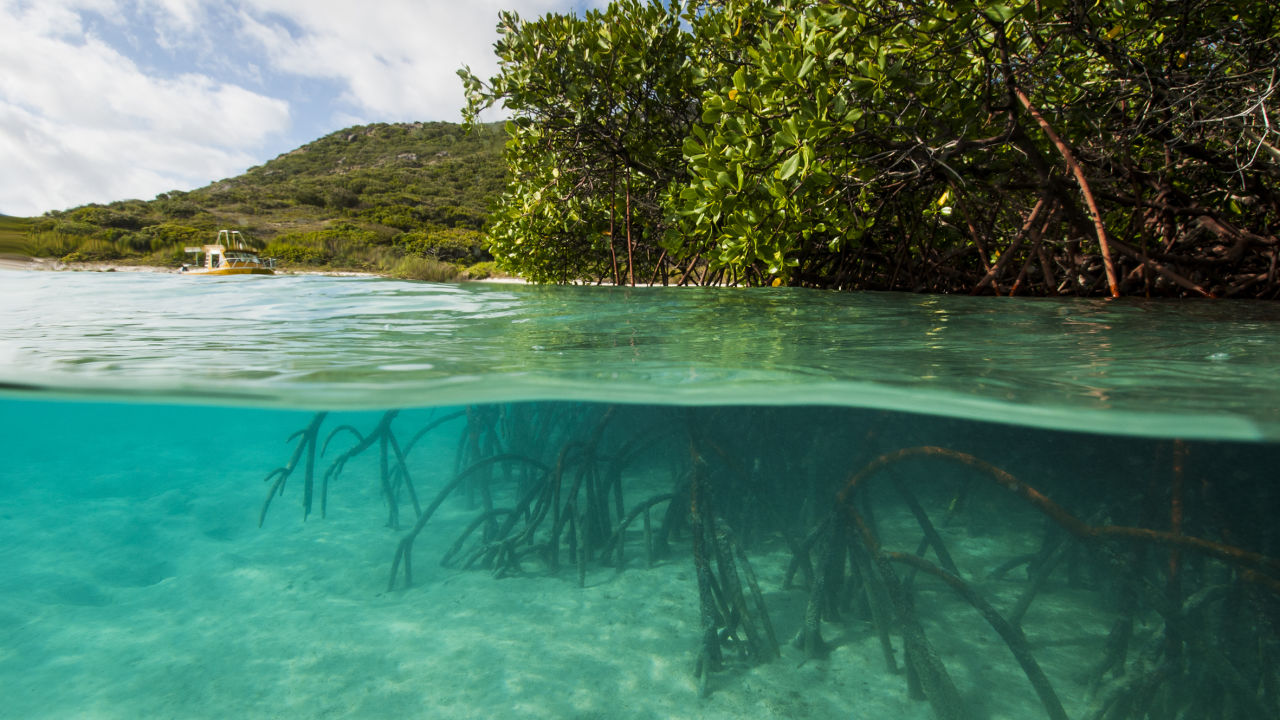 Red Mangrove