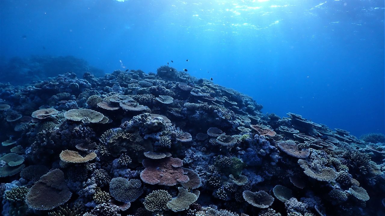 Citizen Science project wrap: Stories of impact