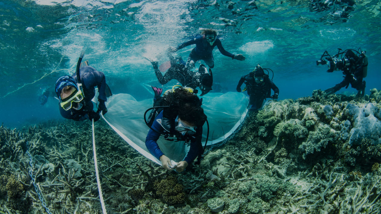 How do you plant corals?