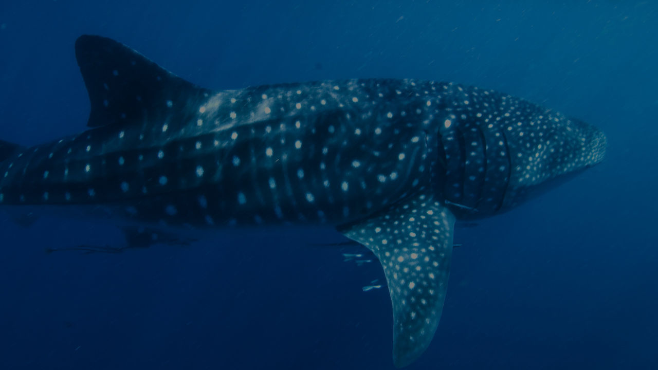Five fascinating facts about whale sharks 