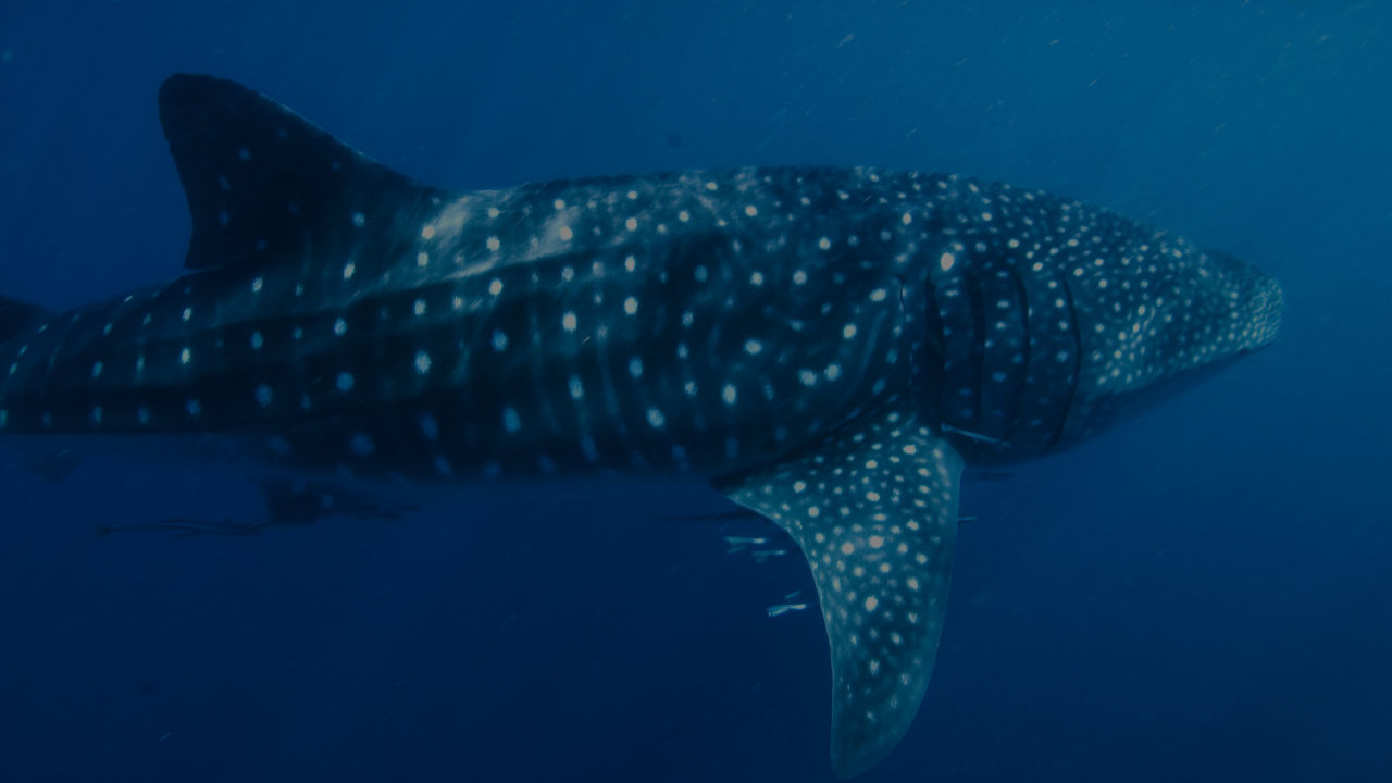 Five fascinating facts about whale sharks