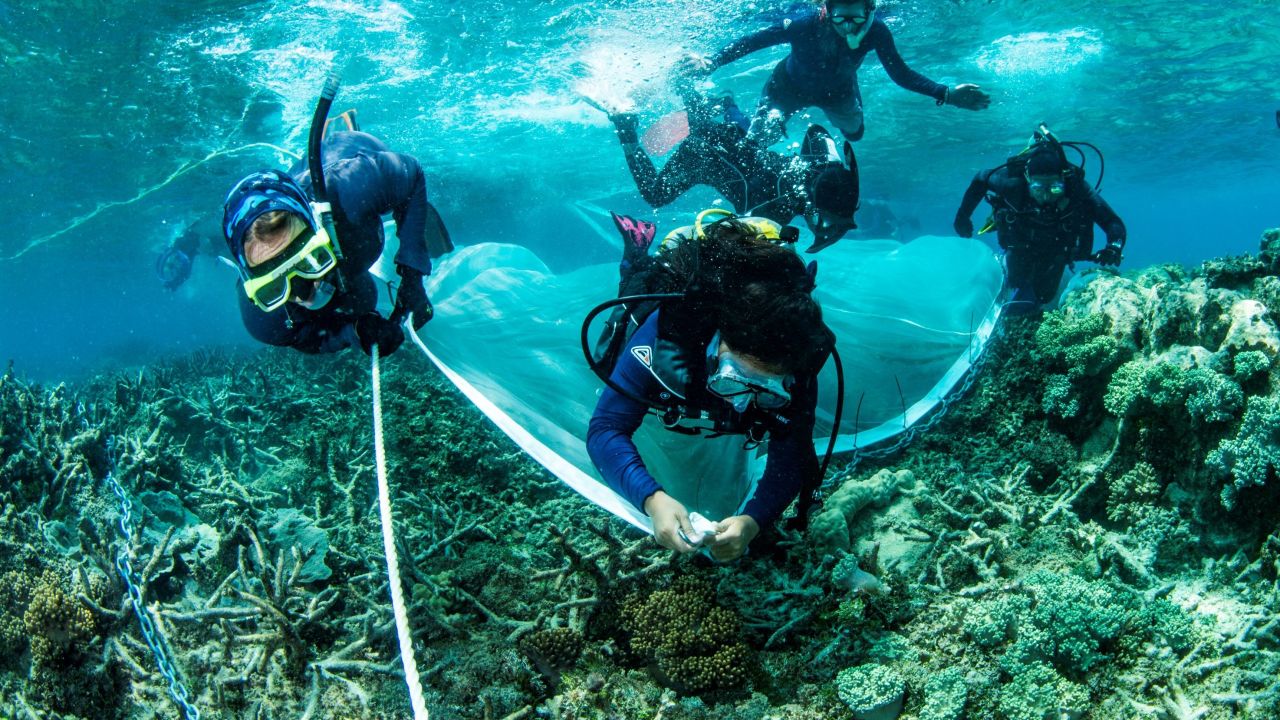 A partnership to save our Reef