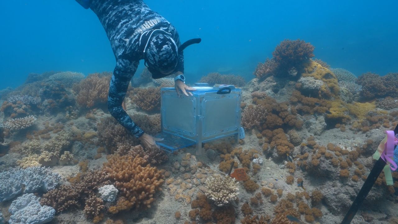 New coral restoration technology helping baby corals beat the odds