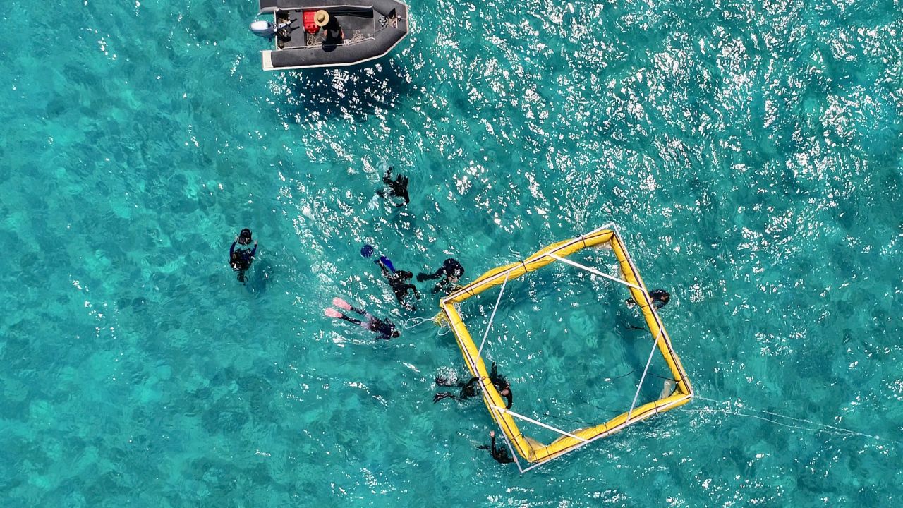 The Great Barrier Reef is under threat - this is how we're saving it