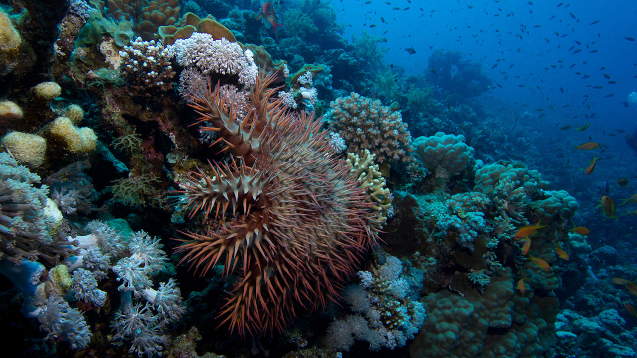 Less COTS, more coral: the COTS Control Program is making waves for a stronger, more resilient Great Barrier Reef