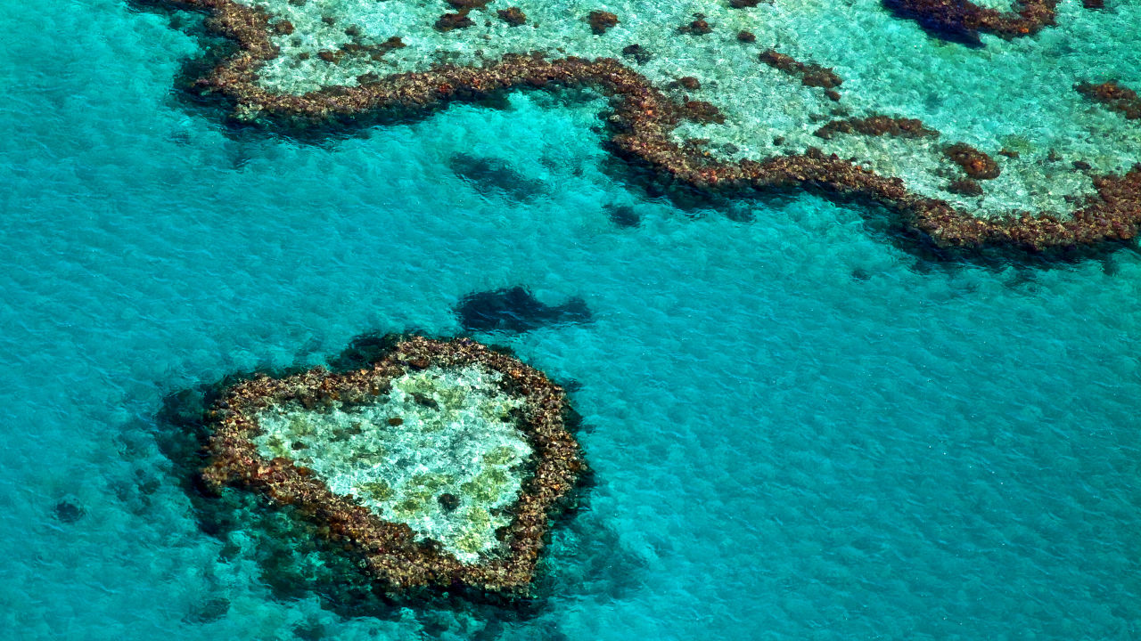 Why we need coral reefs 