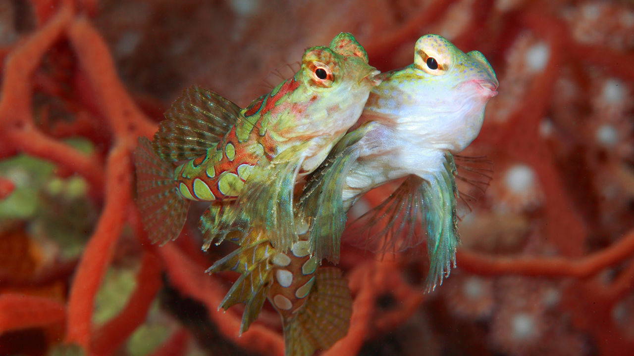 One fish trying to kiss another fish.