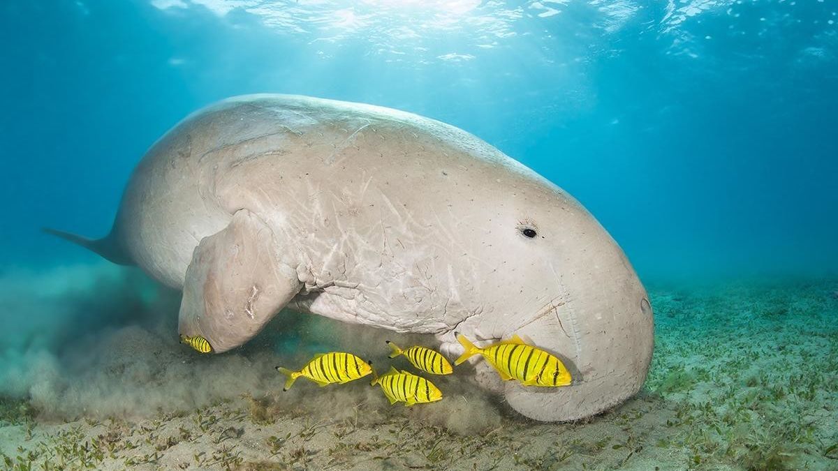 Dugong - Great Barrier Reef Foundation - Great Barrier Reef Foundation Dugong - Great Barrier Reef Foundation - Great Barrier Reef Foundation
