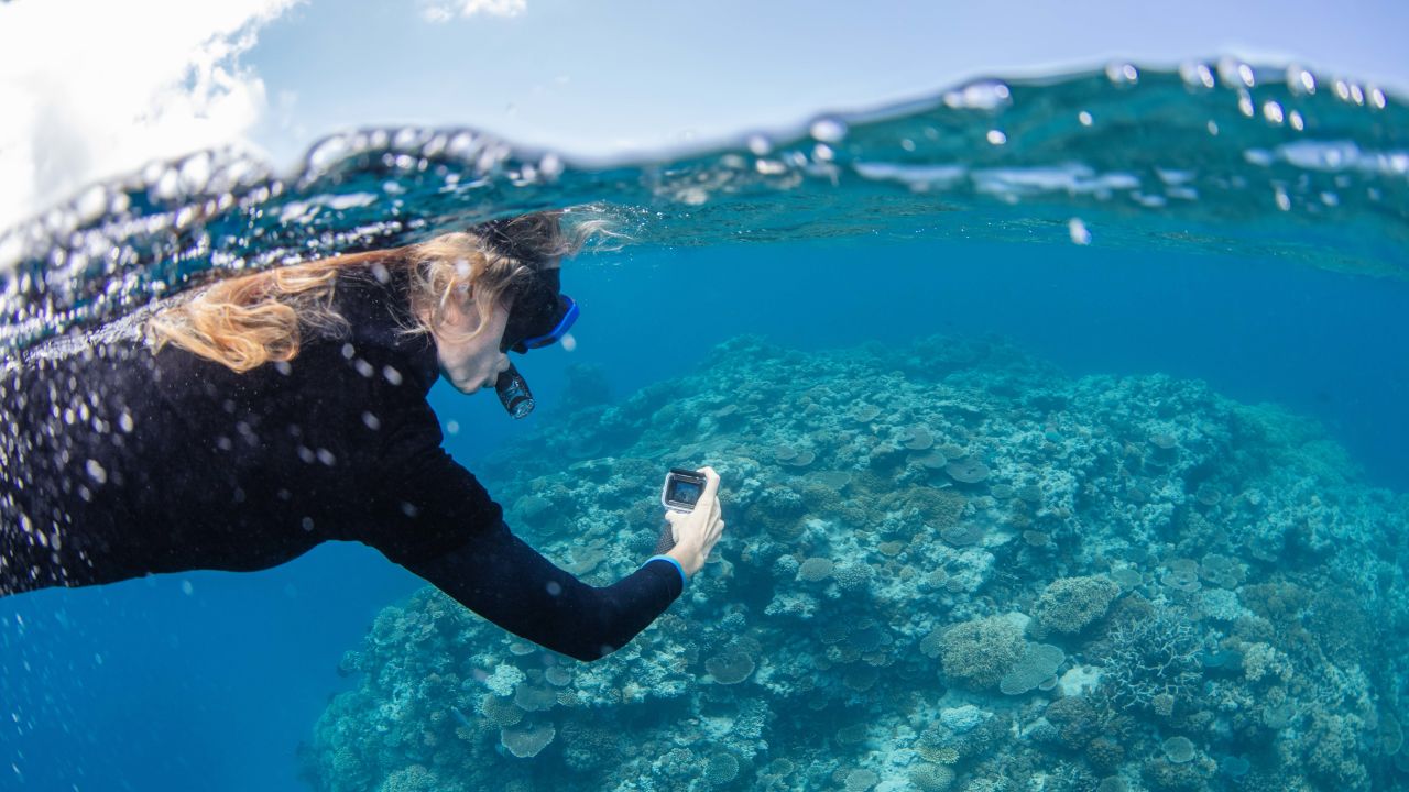 Become a citizen scientist to help the Reef