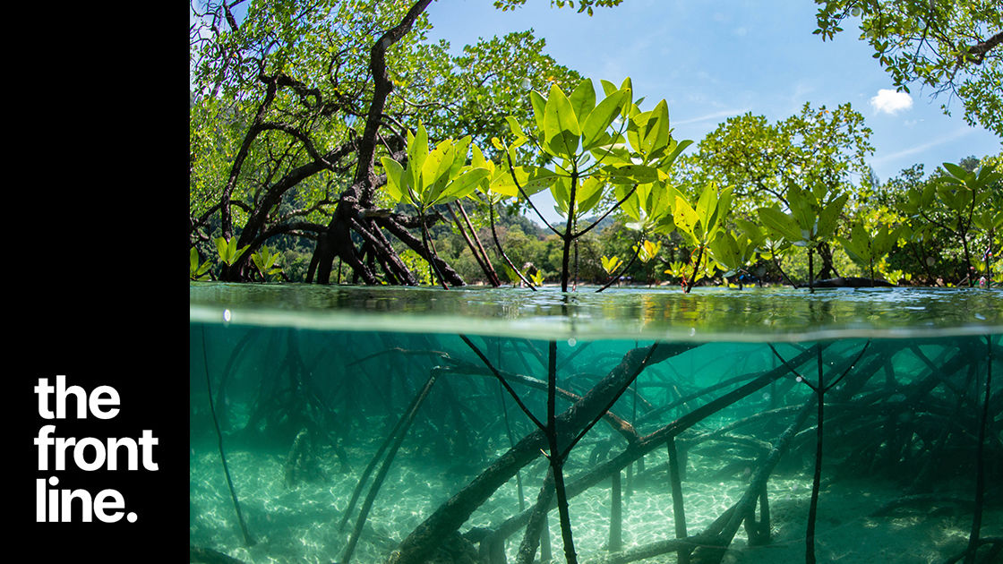 On the front line with the mighty mangroves 