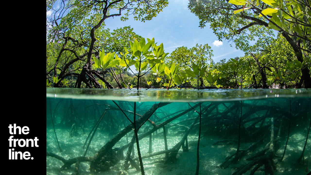 On the front line with the mighty mangroves