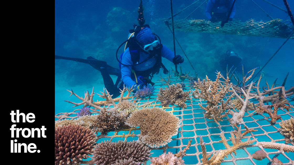 Tourism operators on the Great Barrier Reef assessing coral nurseries for outplanting.