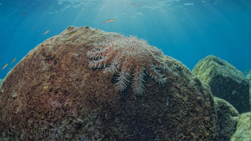 What are crown-of-thorns starfish?
