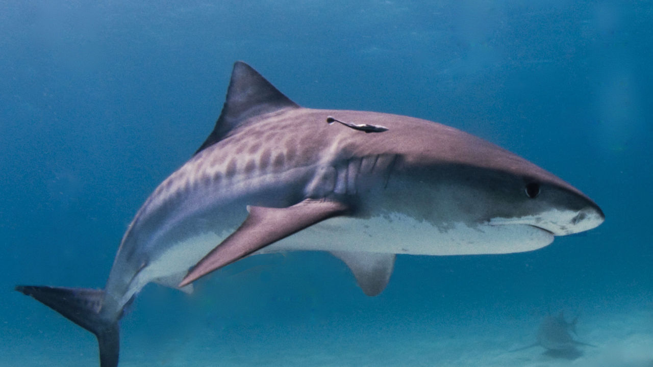 Sharks