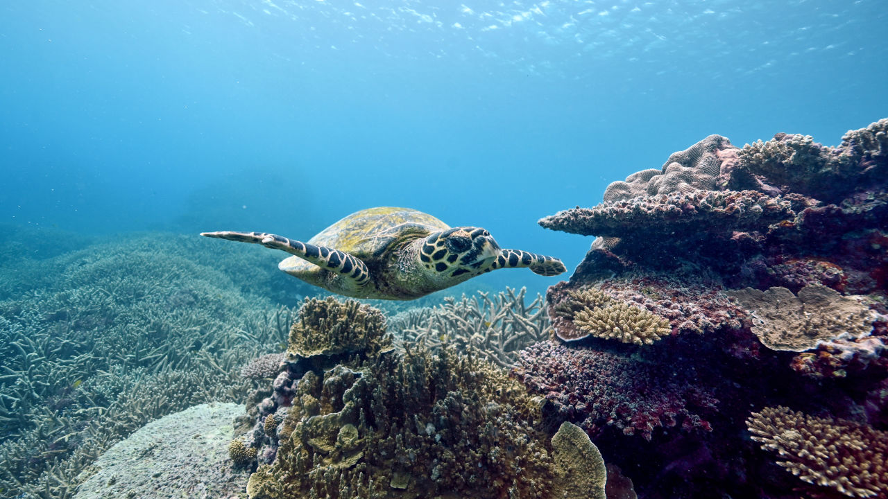 Coles commits $10 million to help protect the Great Barrier Reef