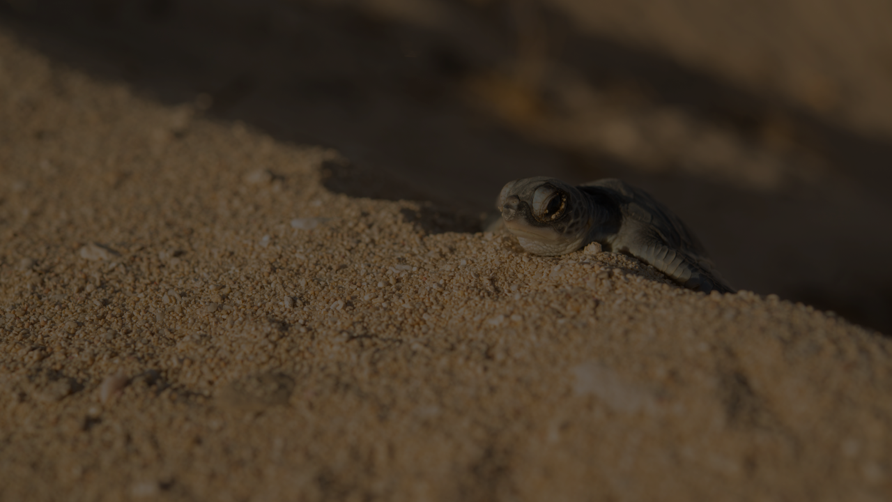 Community protecting key turtle nesting areas