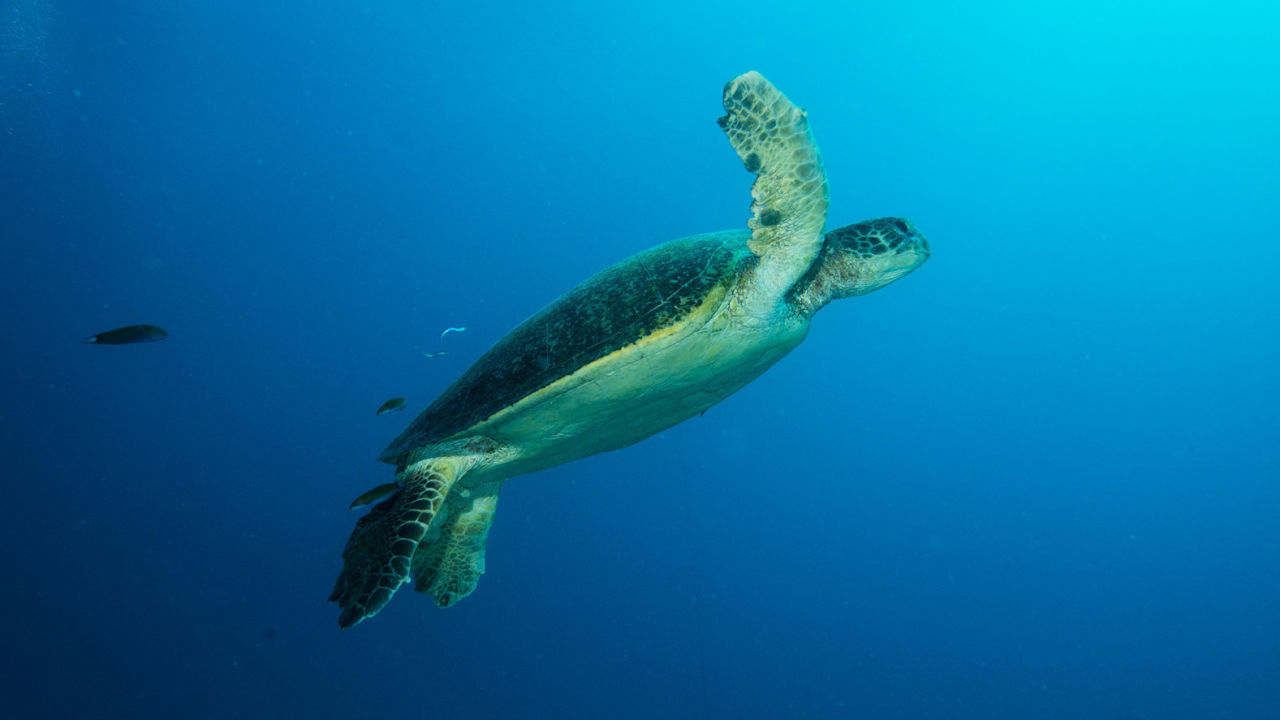 Green Turtle
