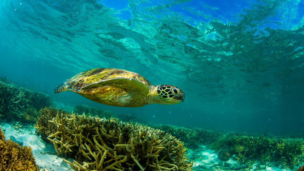 REEFCHAT: How we're saving our endangered turtles