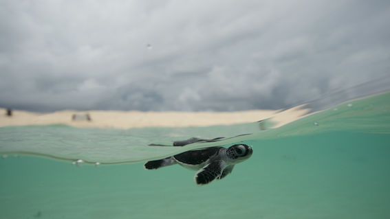 Turtle hatchling at Raine Island