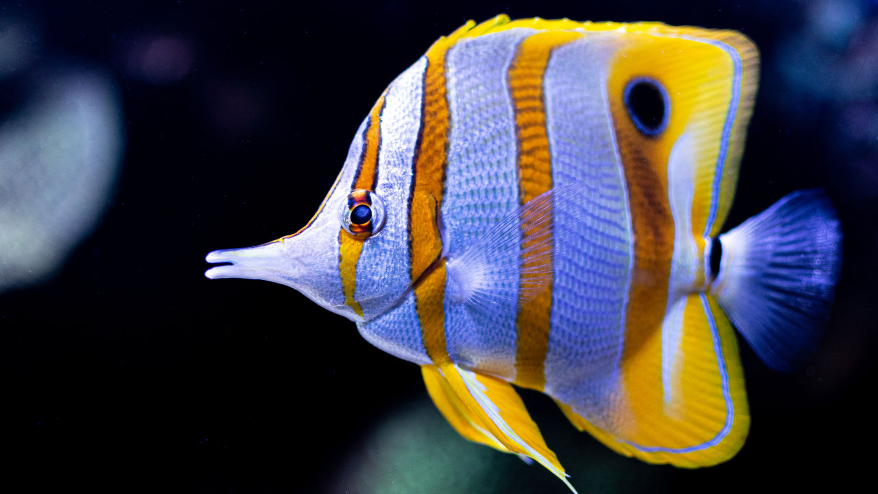 Put your feet up and enjoy 6 of our favourite Reef documentaries 