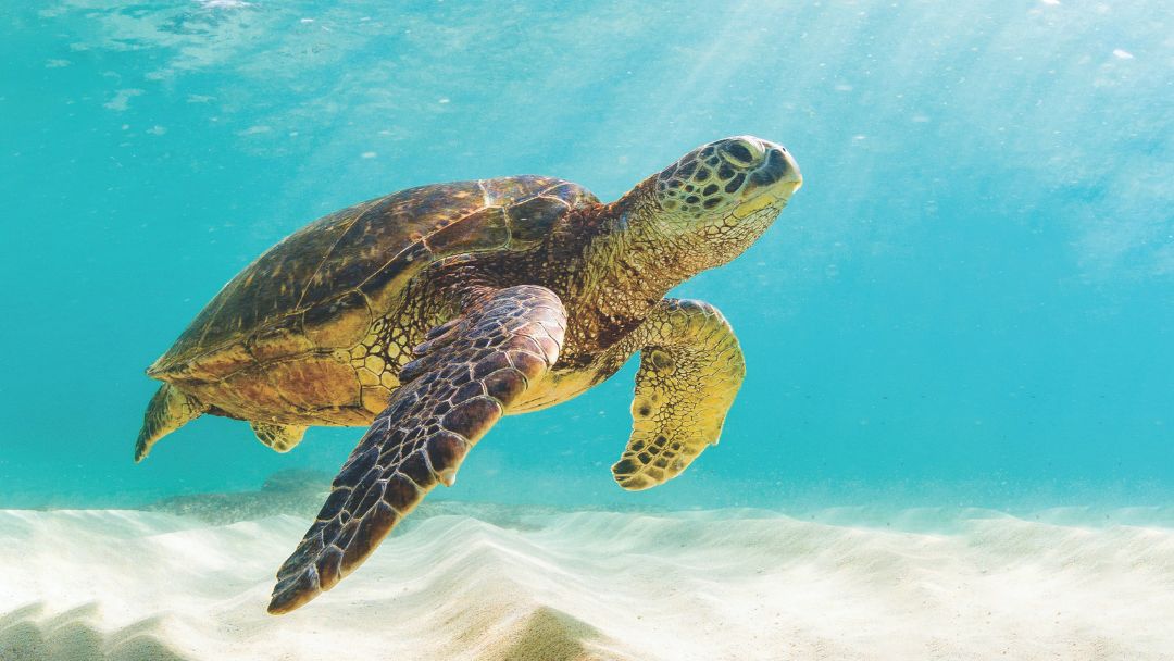 Historic agreement to protect green turtles - Great Barrier Reef Foundation