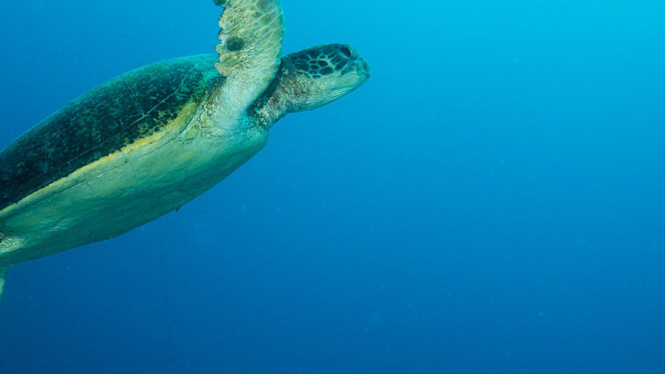 Green Turtle
