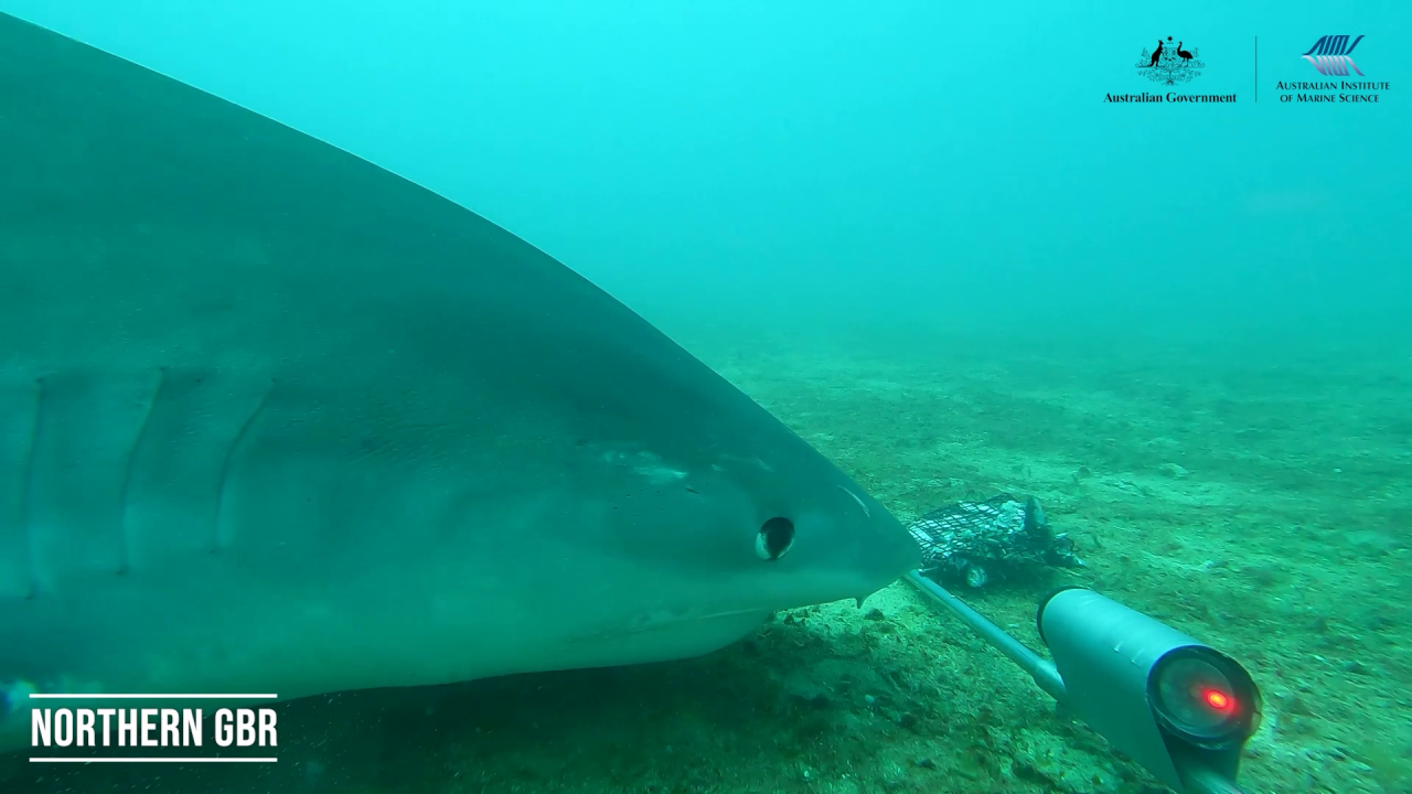 Underwater Mischief Captured on Camera