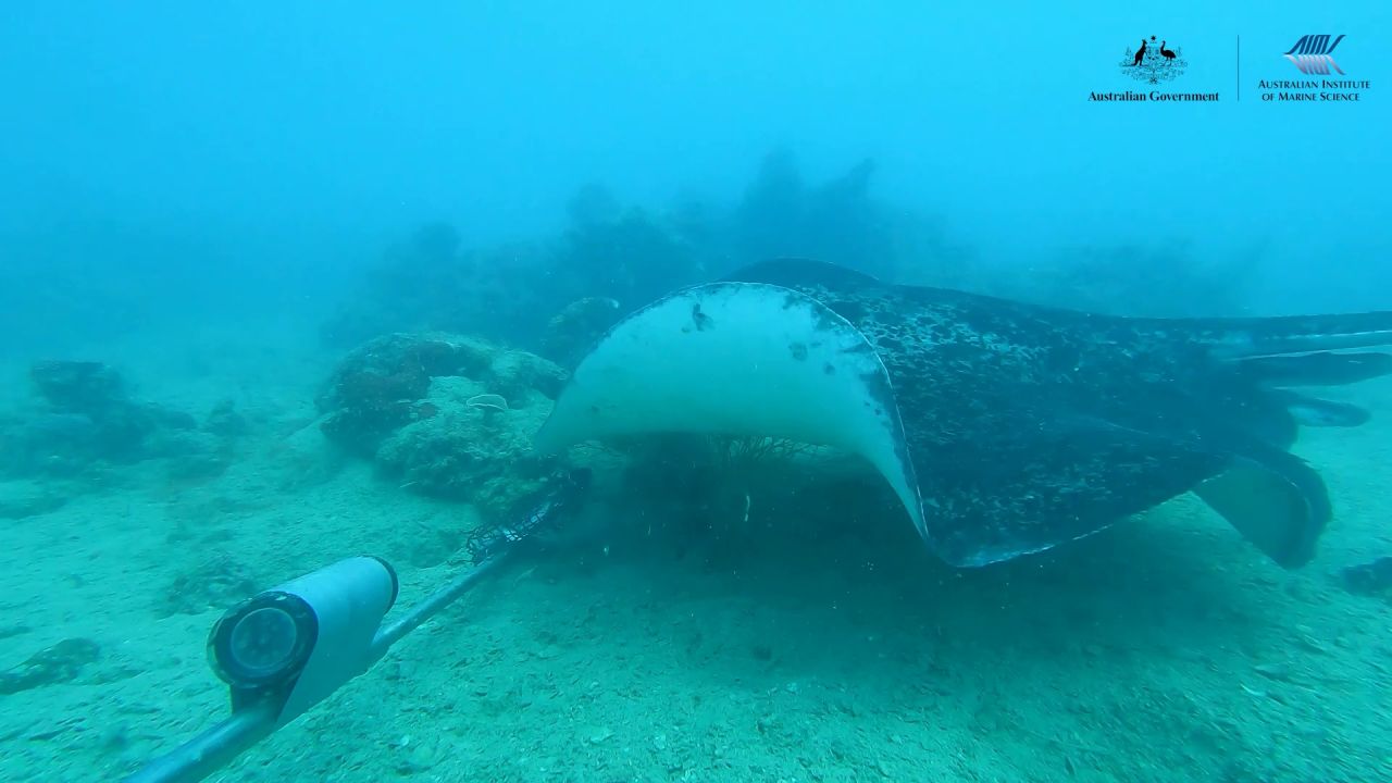 A manta ray swims over to study the bait: Australian Institute of Marine Science