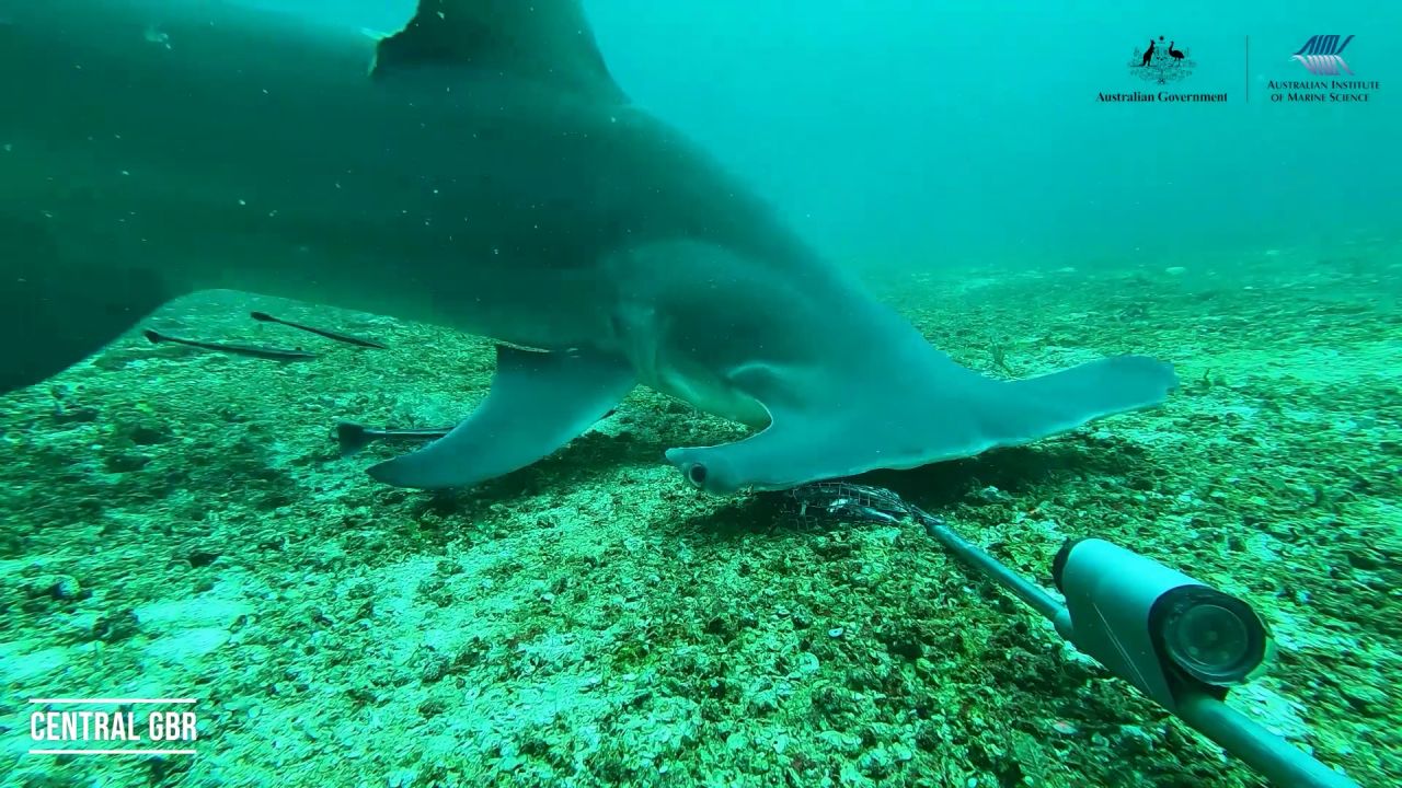 Hammerhead Shark lured to the BRUV on the Central Great Barrier Reef: Australian Institute of Marine Science
