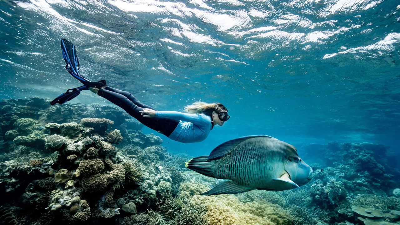 Snorkeller swims next to a Humphead Maori Wrasse