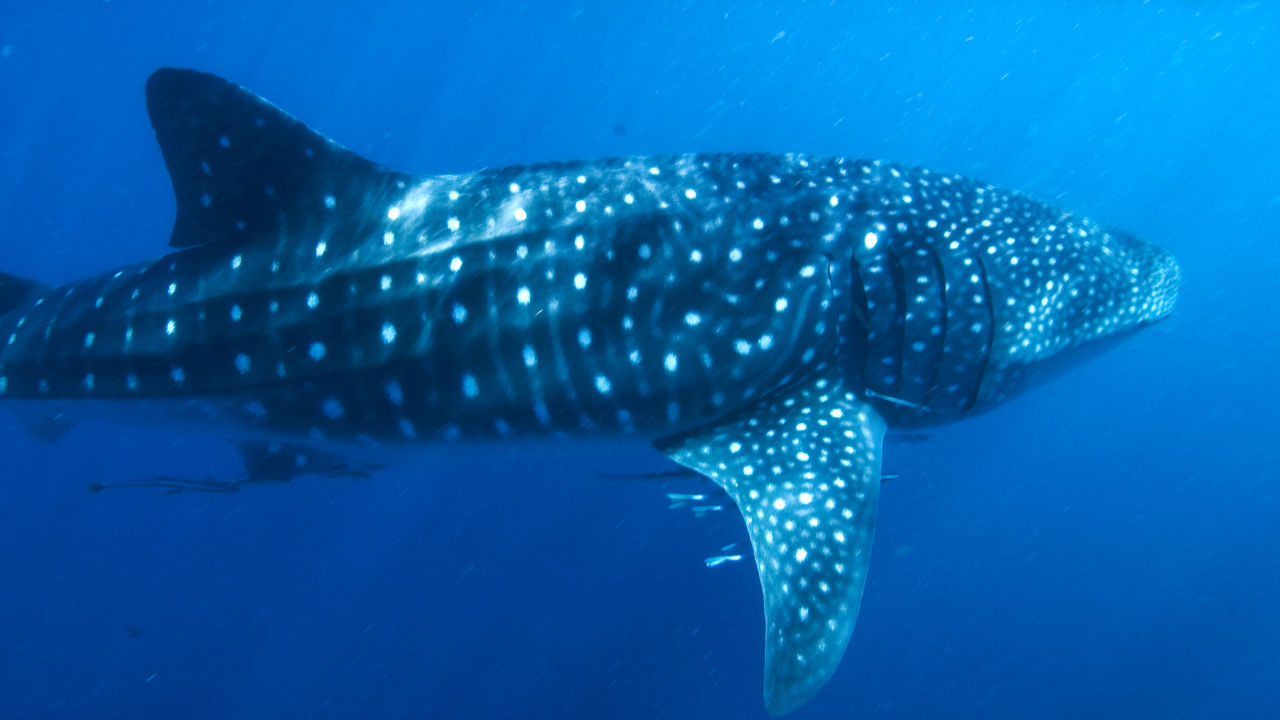 Whale Shark - Great Barrier Reef Foundation - Great Barrier Reef