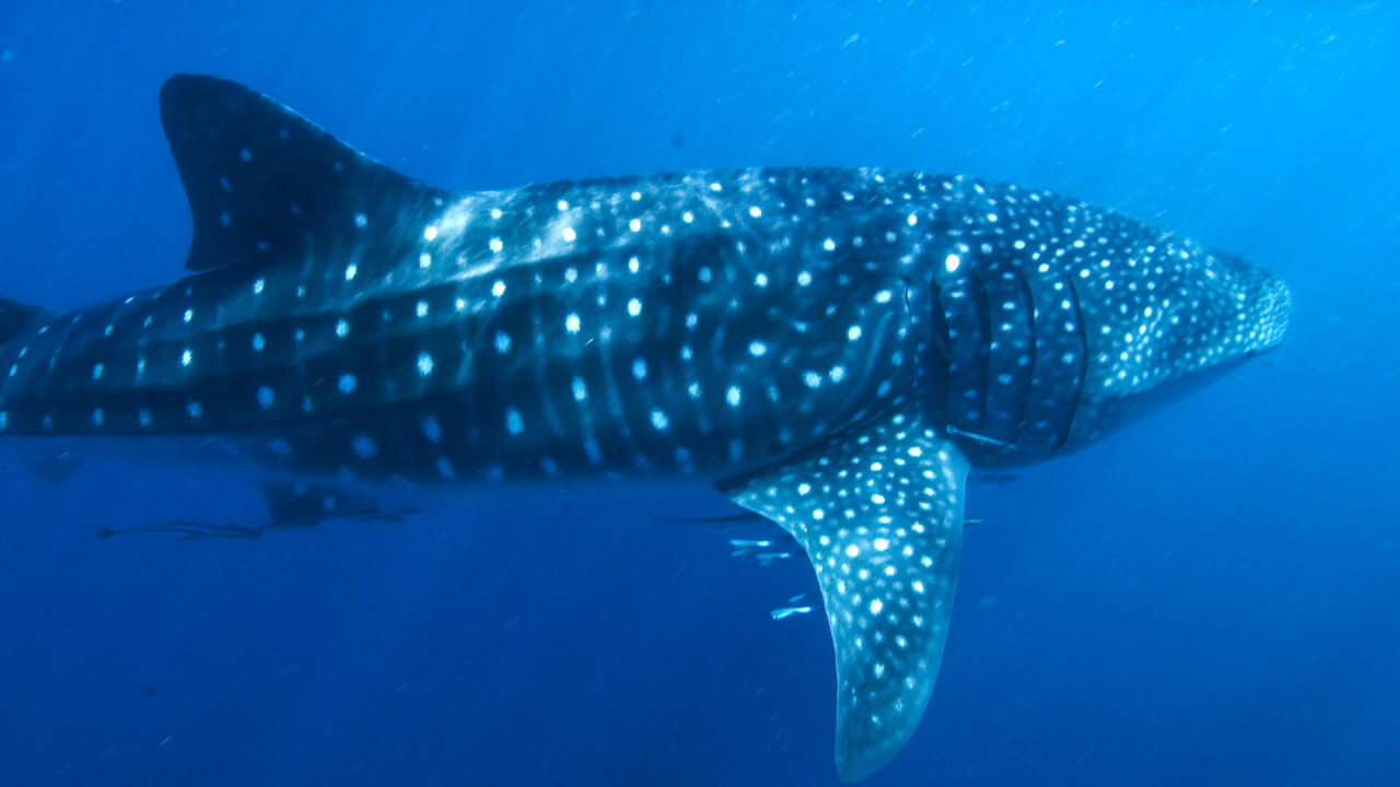 Whale Shark - Great Barrier Reef Foundation - Great Barrier Reef Foundation