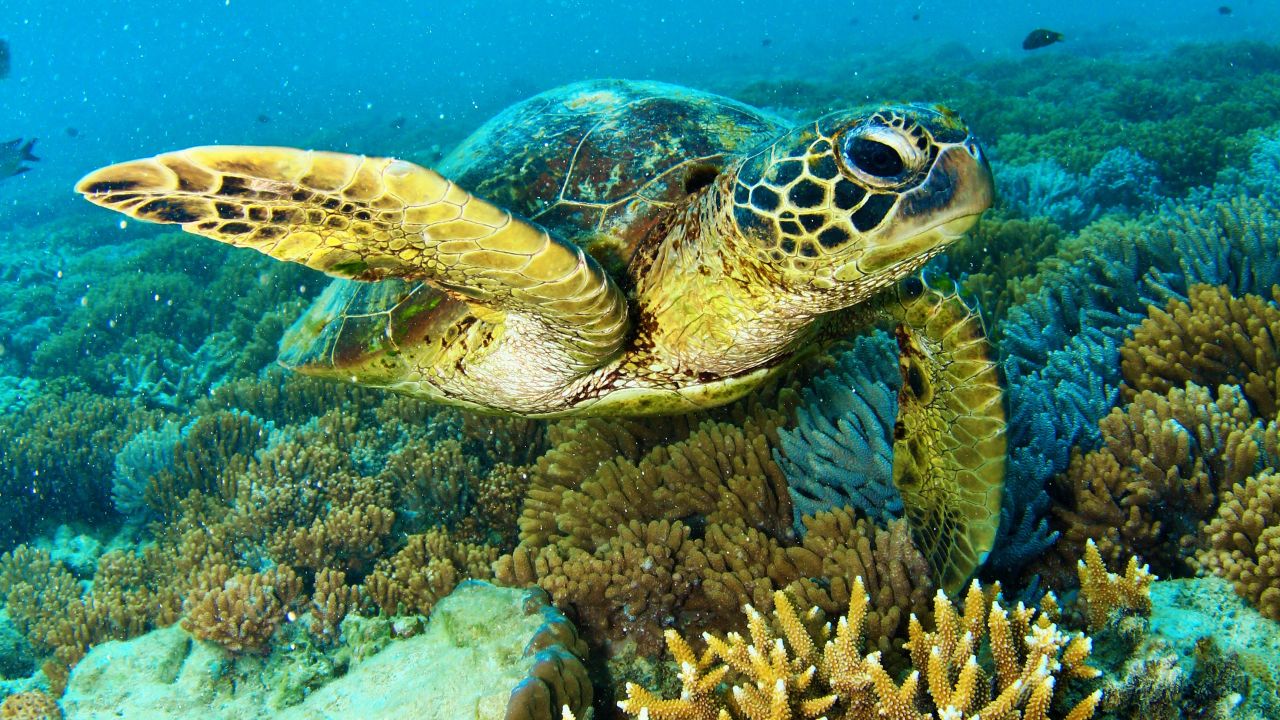 Local Reef stewardship thriving in Cairns and Port Douglas