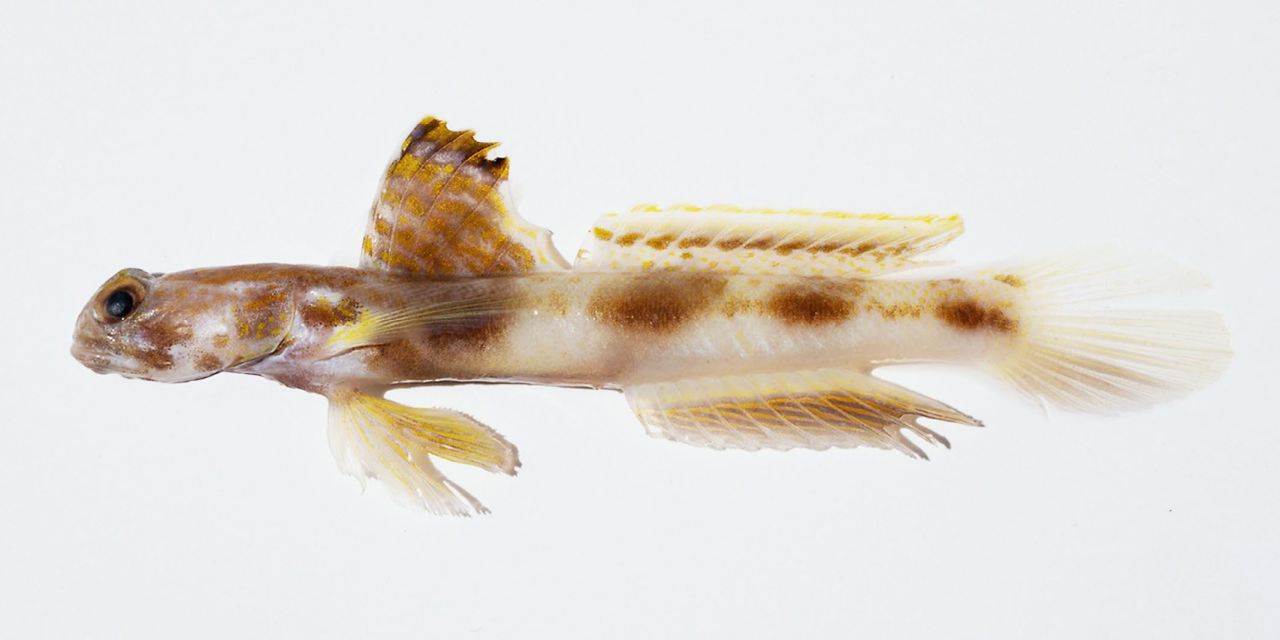 The “Lady Elliot Shrimp Goby” (Tomiyamichthyes elliotensis) is the newest recorded species on the Great Barrier Reef. Credit: M. V. Erdmann.