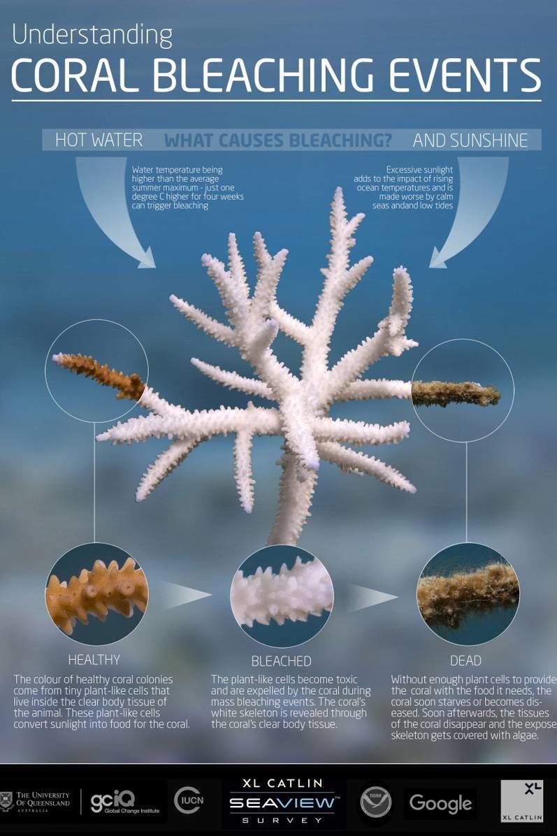 Coral Bleaching - Great Barrier Reef Foundation