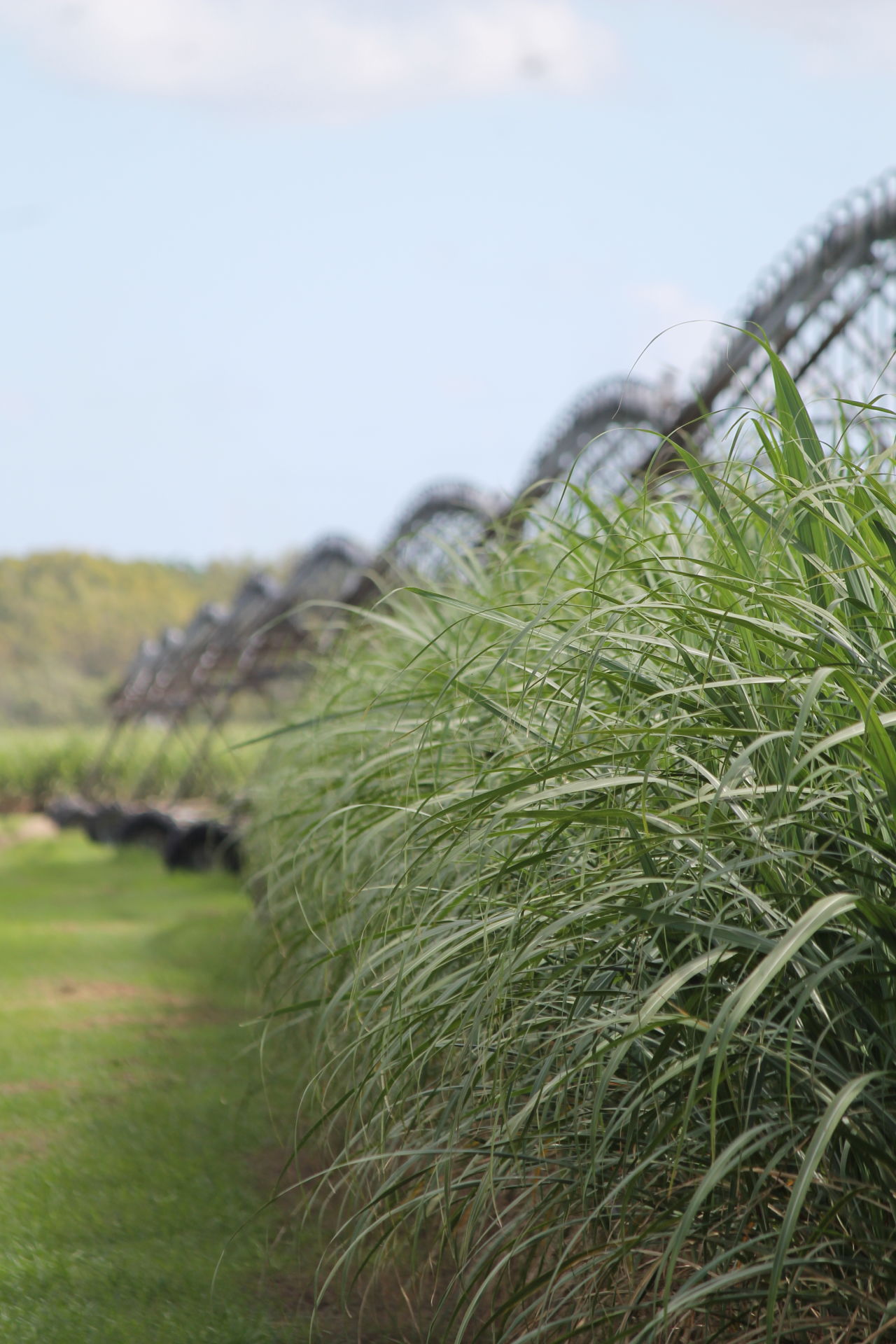 Image CANEGROWERS Mackay